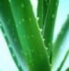 Aloe Vera Extract